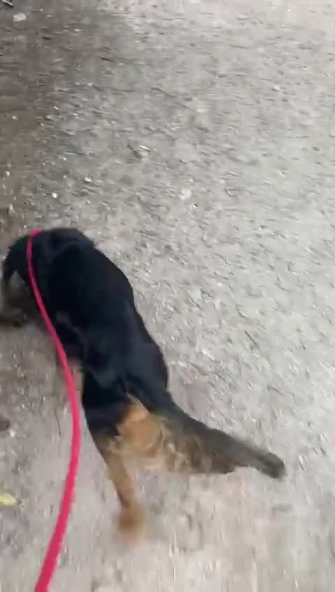 Cocker Spaniel dogs for sale: Rocky - 4.5 year old cocker spaniel - Video 1