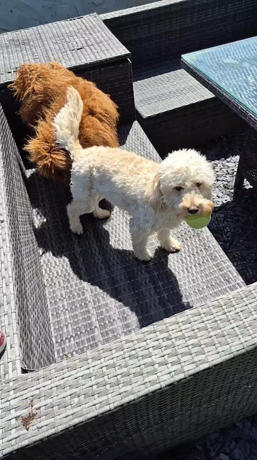 Cockapoo dogs for sale: Two Gorgeous Cockapoos. Viewible with mum and dad - Video 2