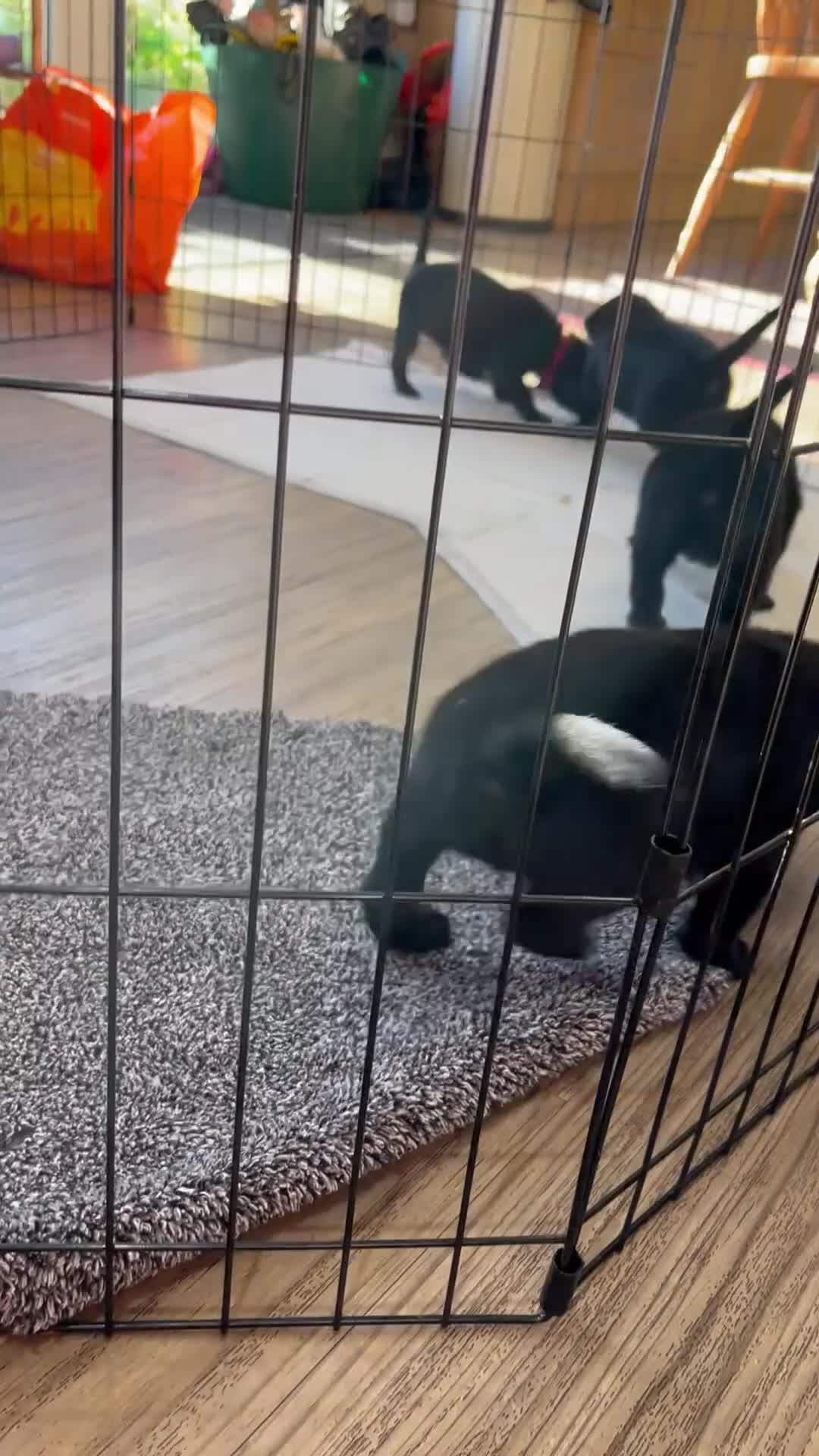 Labrador Retriever dogs for sale: Black Labrador Puppies for sale  - Video 3