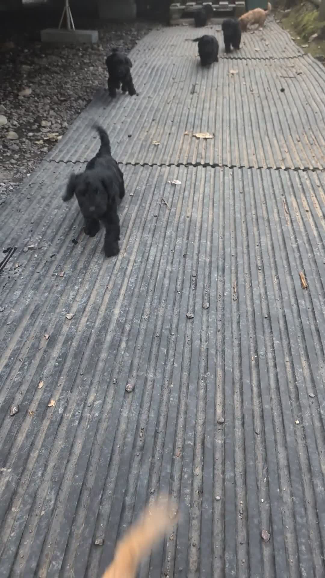 Cockapoo dogs for sale: F1 Miniature Phantom Cockapoos  READY NOW  in Chulmleigh - Video 2