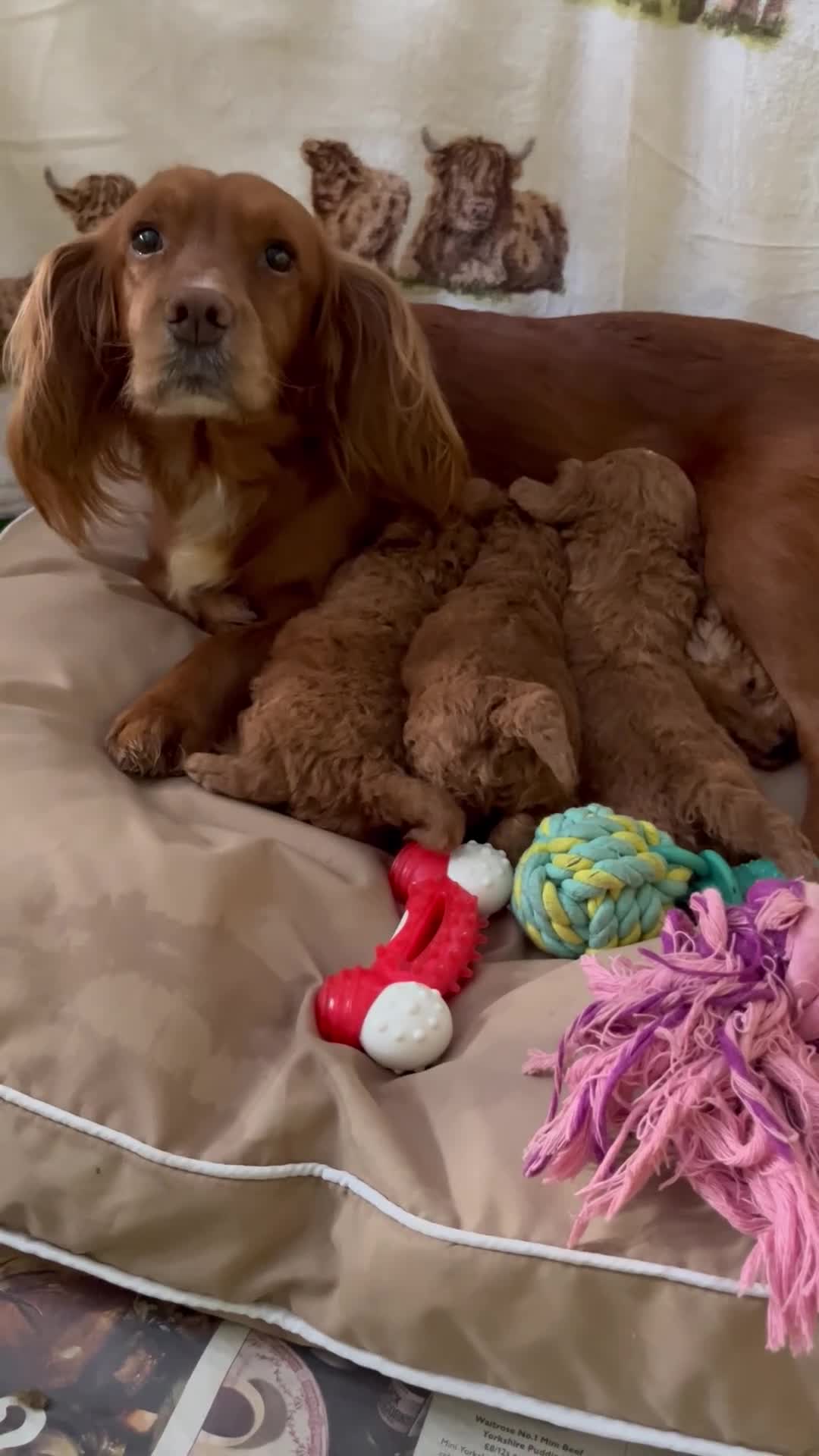 Cockapoo dogs for sale:  Stunning F1 DNA clear cockapoo puppies  - Video 1