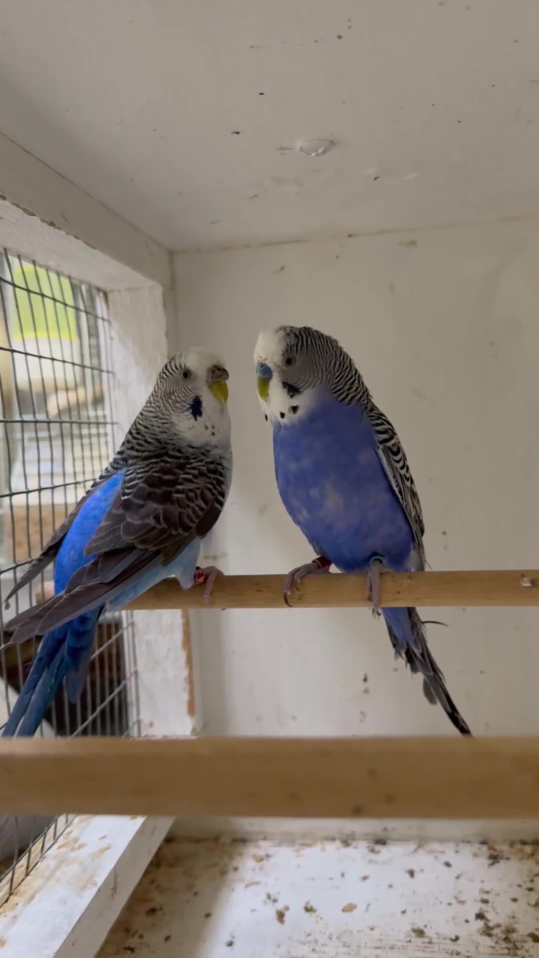 Budgerigars birds for sale: Beautiful mutation bw/bf  - Video 1