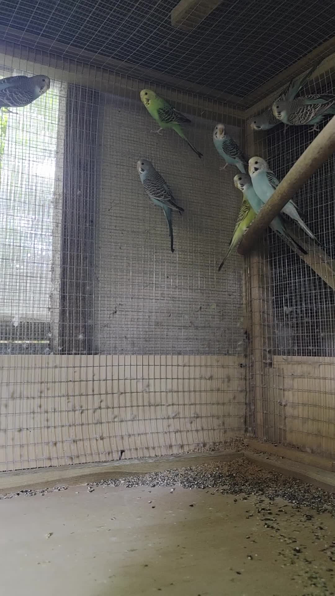 Mixed Breed birds for sale: Parakeets  in Chelmsford - Video 1