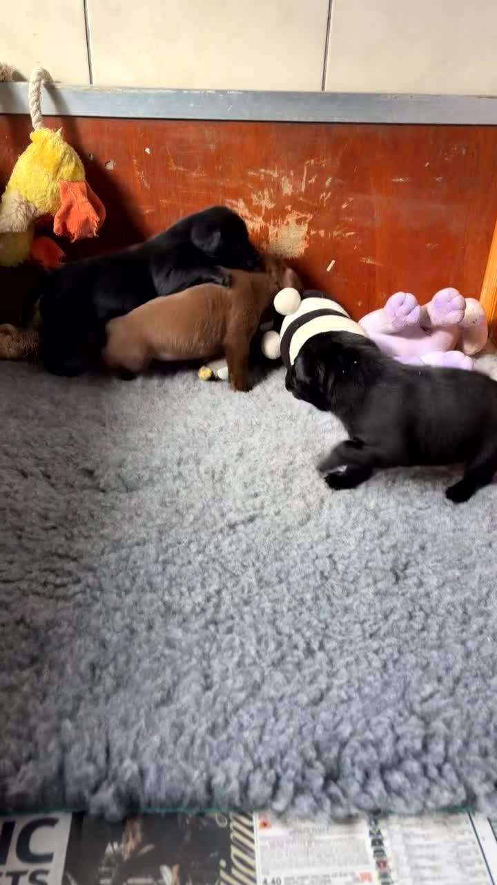 Labrador Retriever dogs for sale: Labrador puppies  in Coventry - Video 1