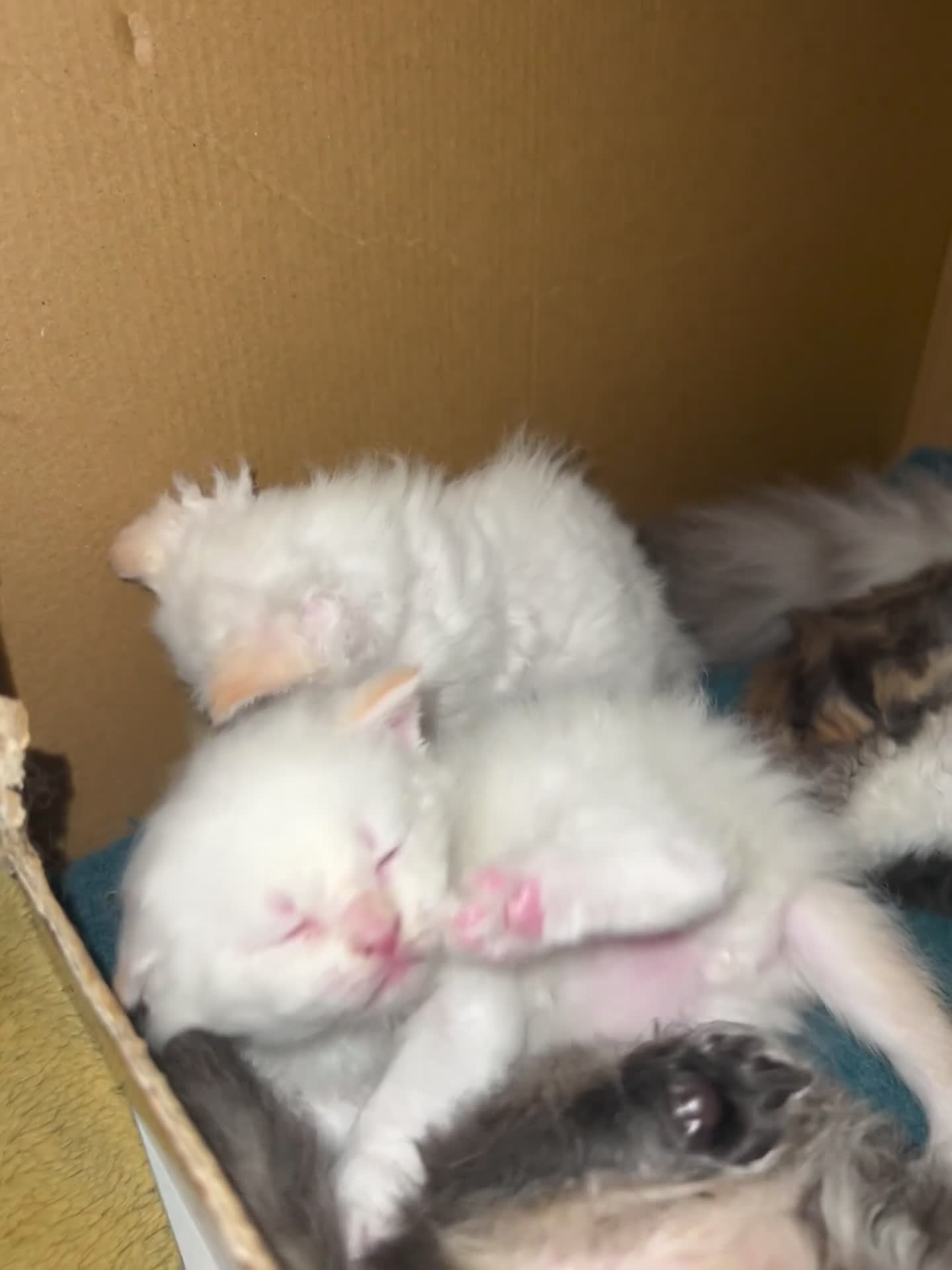 Selkirk Rex cats for sale: Stunning Selkirk rex kittens - Video 4