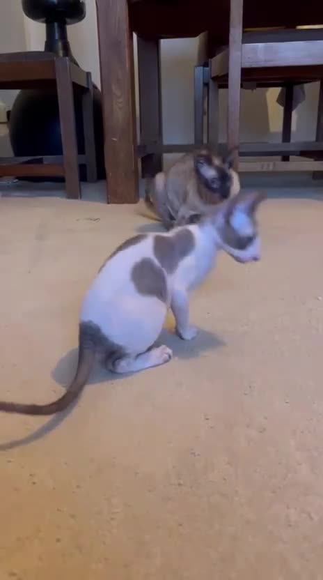 Cornish Rex cats for sale: Lovely Cornish Rex gils looking new parents  - Video 1