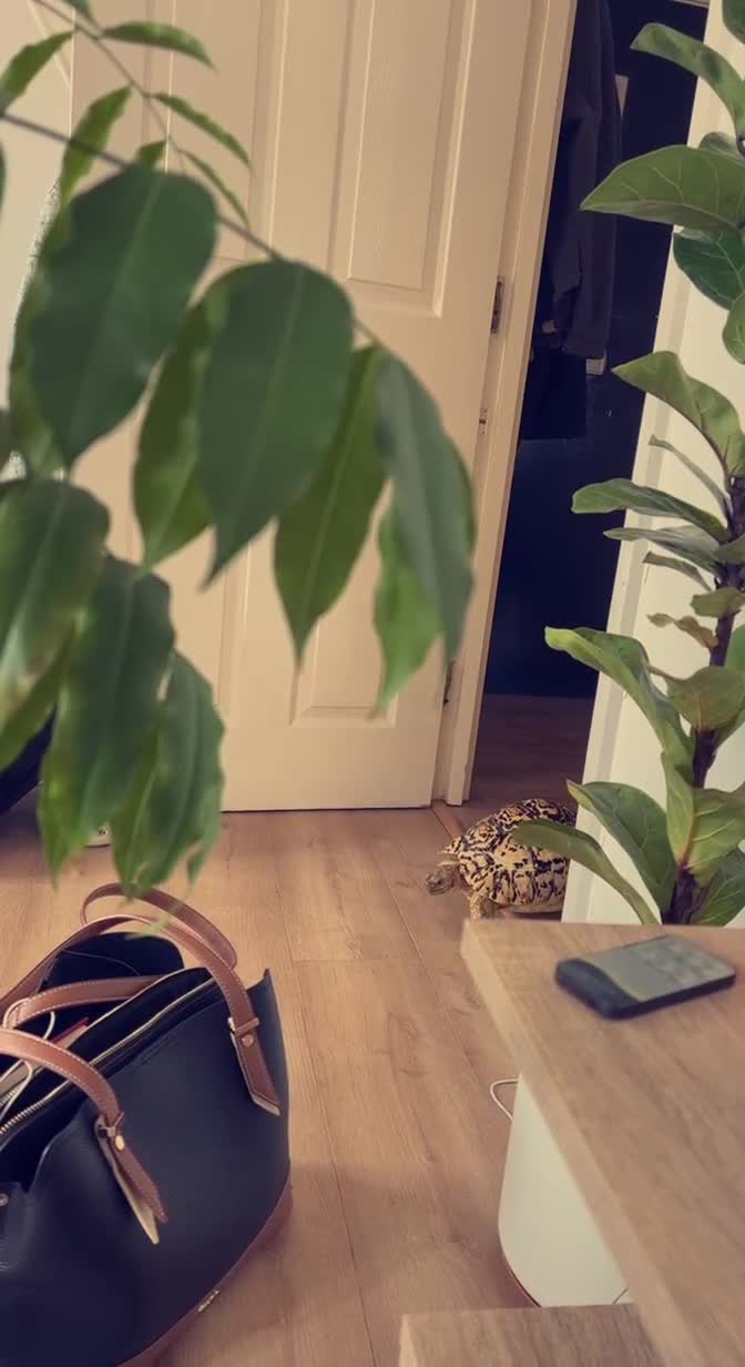 Tortoise reptiles for sale: Leopard Tortoise - Video 1