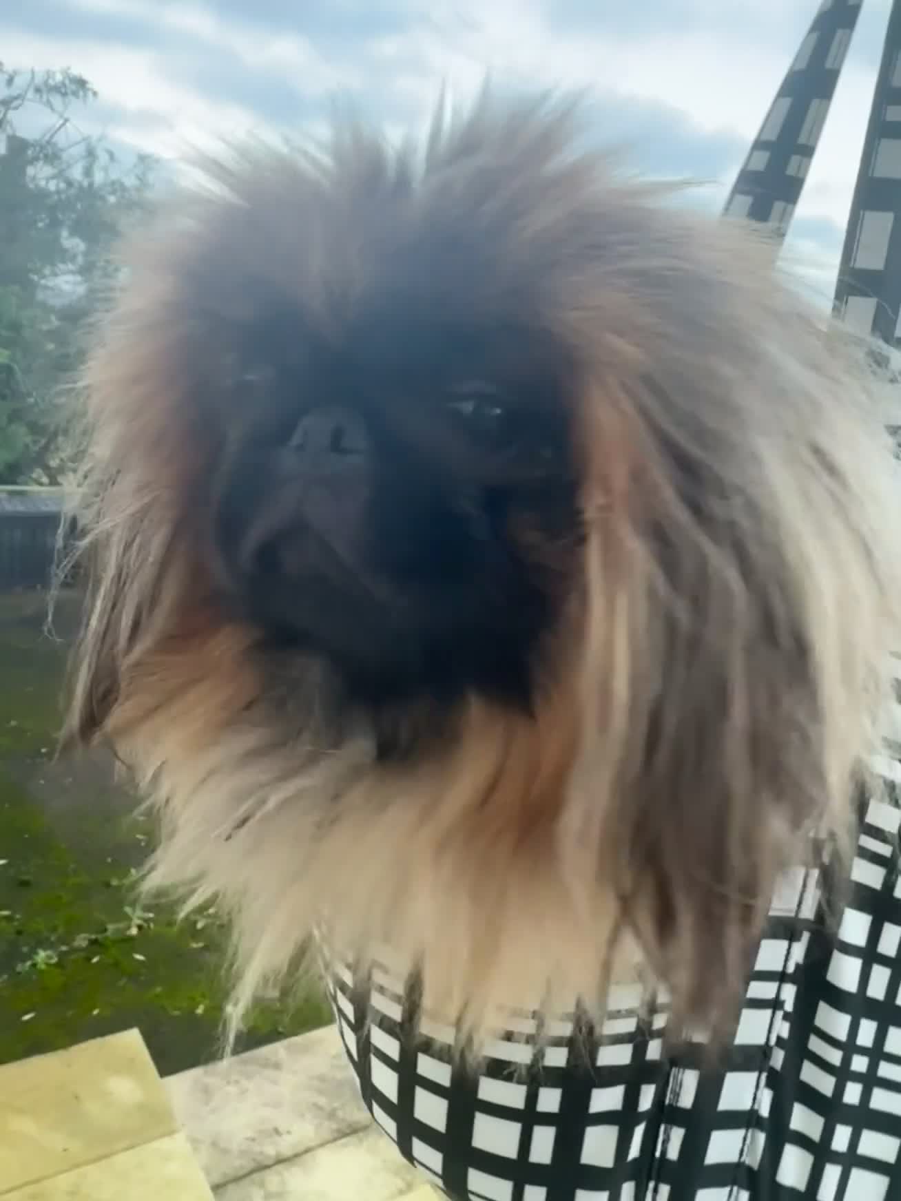 Pekingese dogs for sale: Beautiful pure pedigree Pekingese puppies  - Video 3