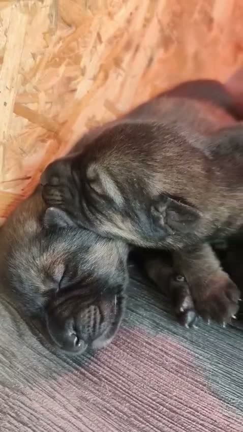 Mixed Breed dogs for sale: German Shepherd x Husky/Northern Inuit Puppies - Video 2