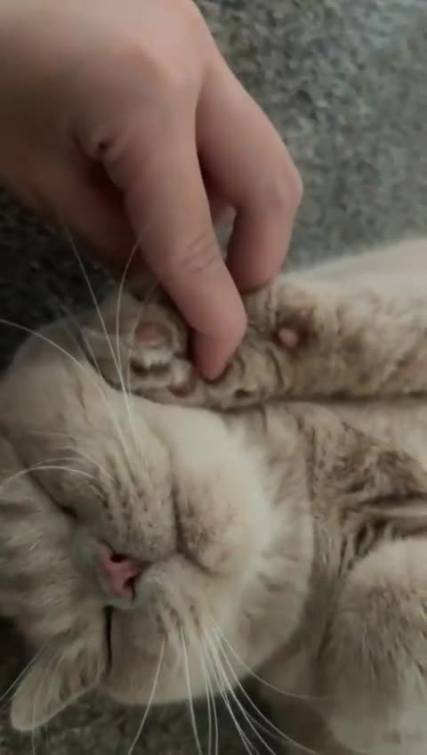British Shorthair cats for sale: Stunning GCCF cream boy ready now  - Video 1