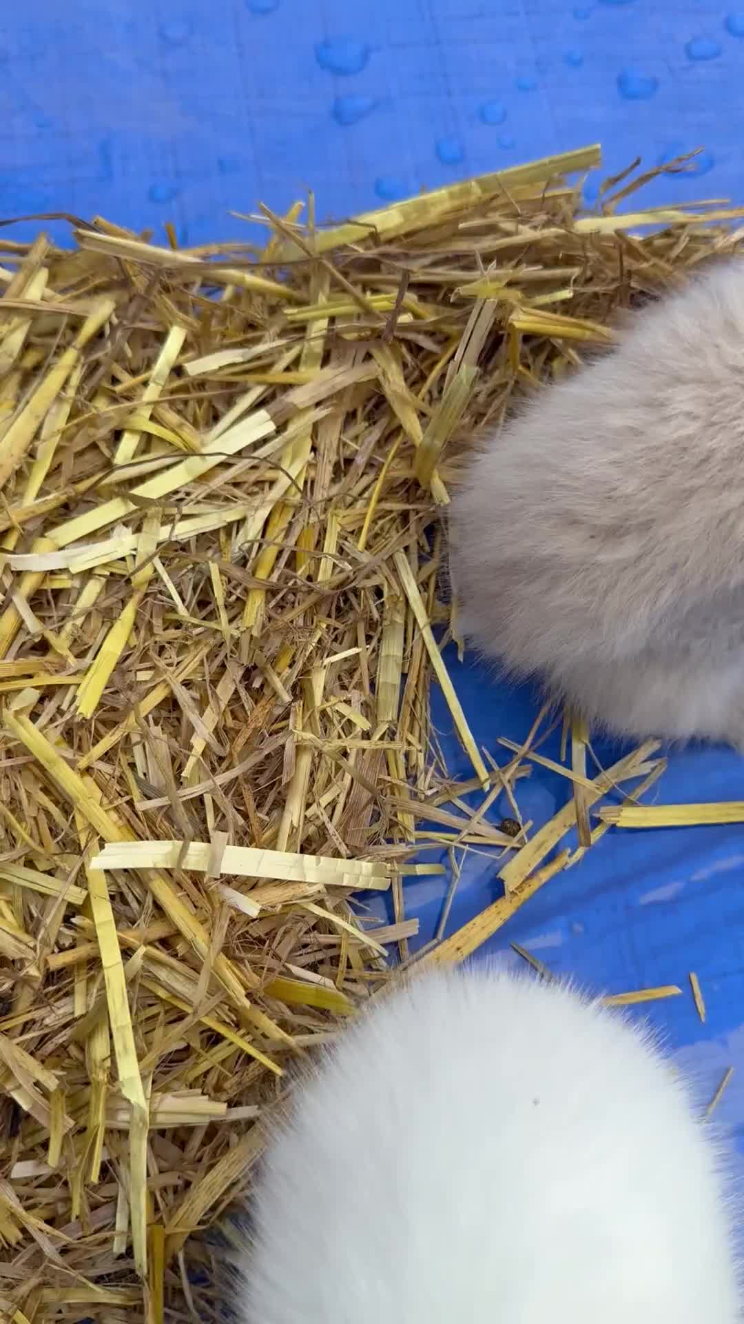 Lionhead rabbits for sale: 5x beautiful dwarf lion head bunnies  - Video 1