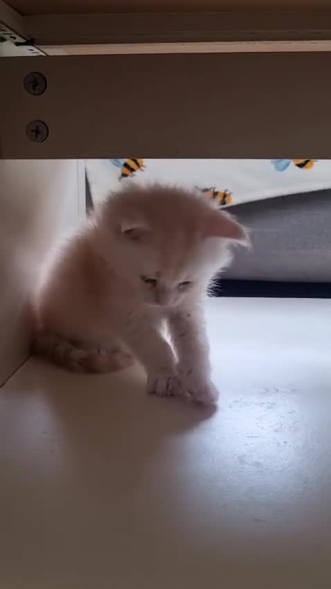 Maine Coon cats for sale: Cream and white large kitten Tica registered  - Video 5