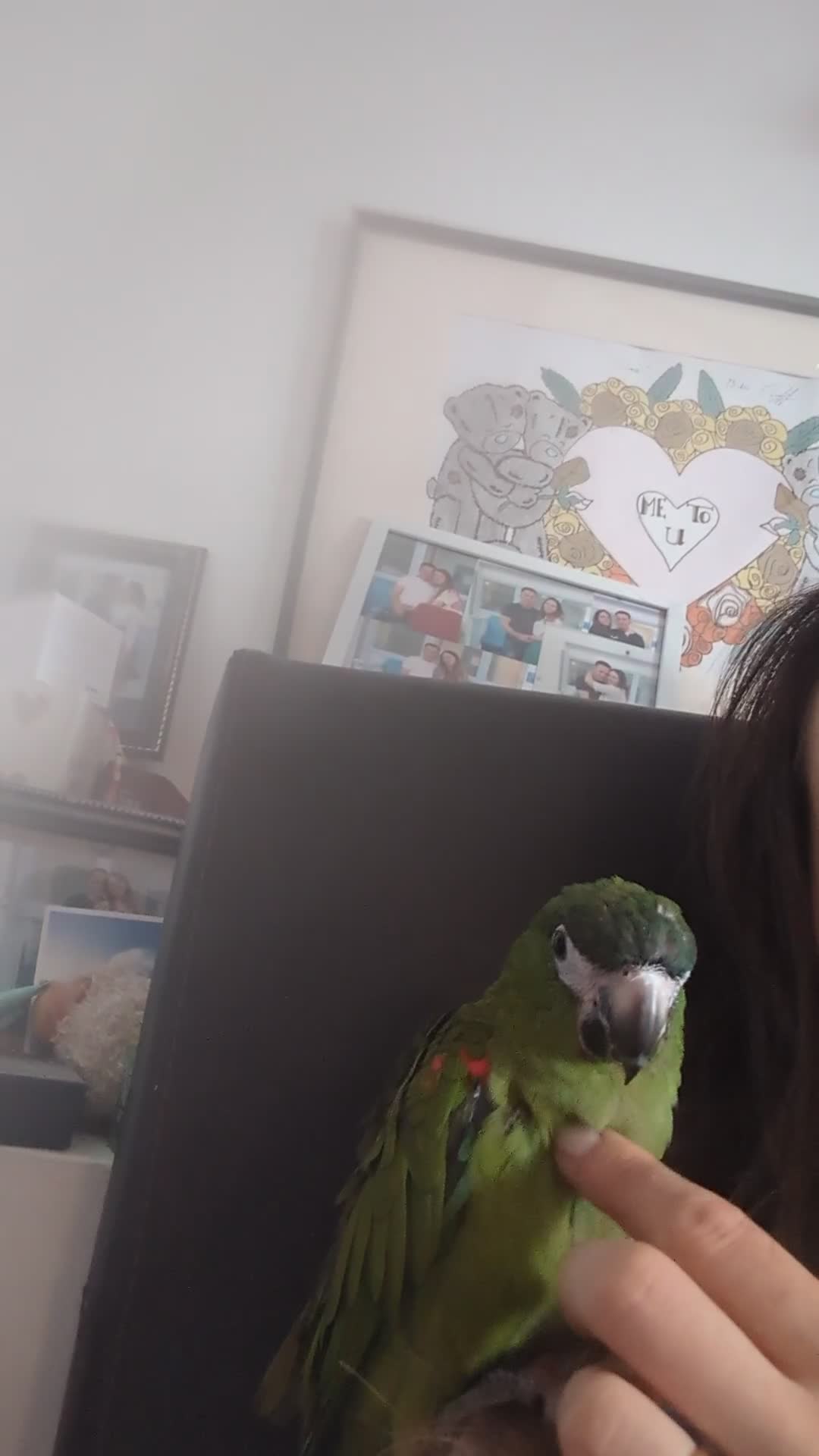 Macaws birds for sale: Ara Hahn's red shouldered macaw tamed boy delivery - Video 2