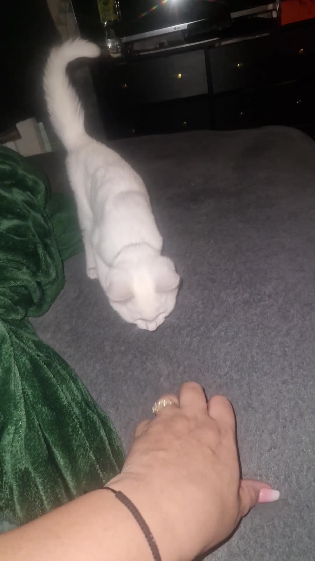 Turkish Angora cats for sale: Our moon baby  - Video 3