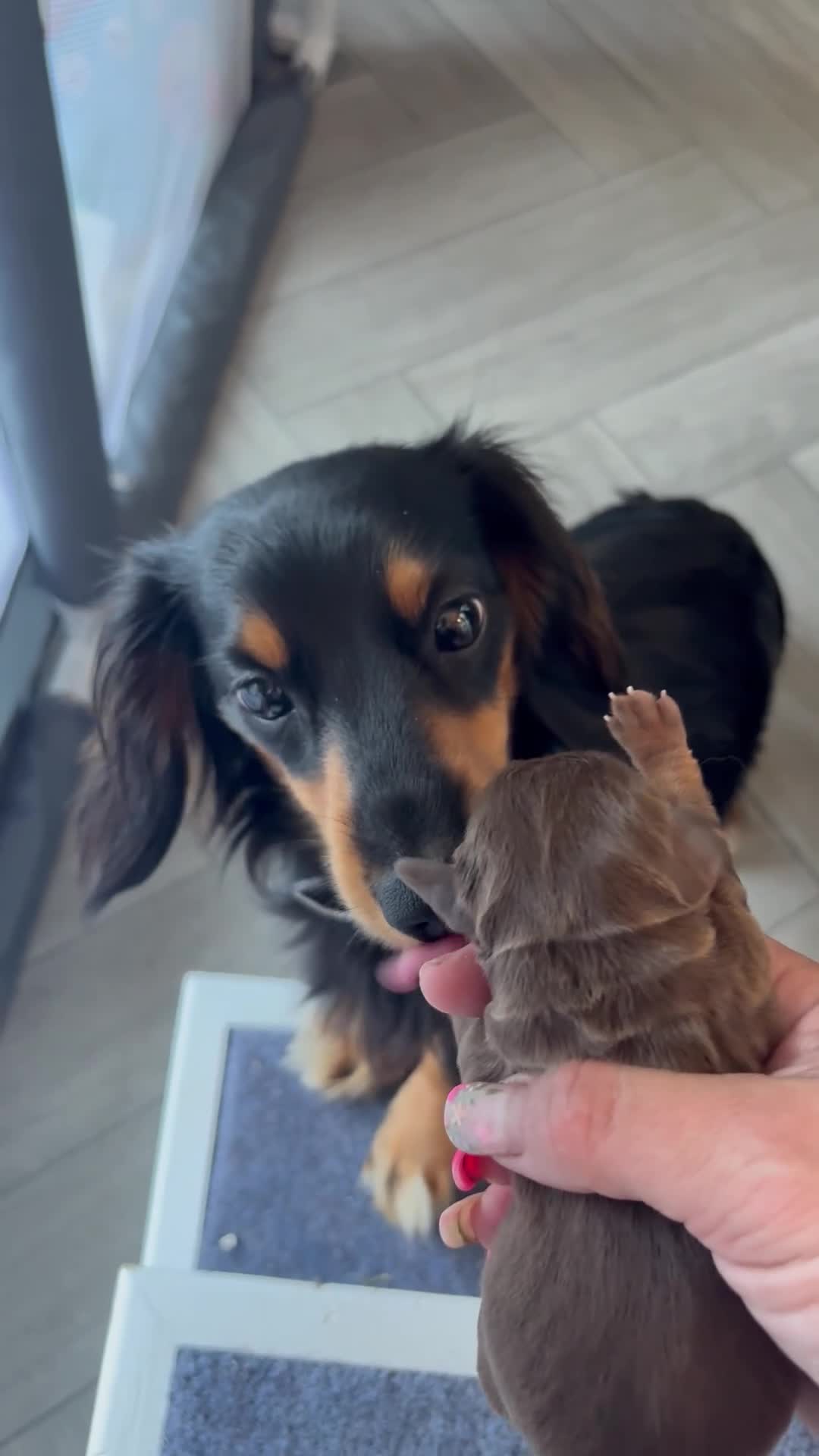 Miniature Dachshund dogs for sale: Miniature dachshund puppies - Video 2