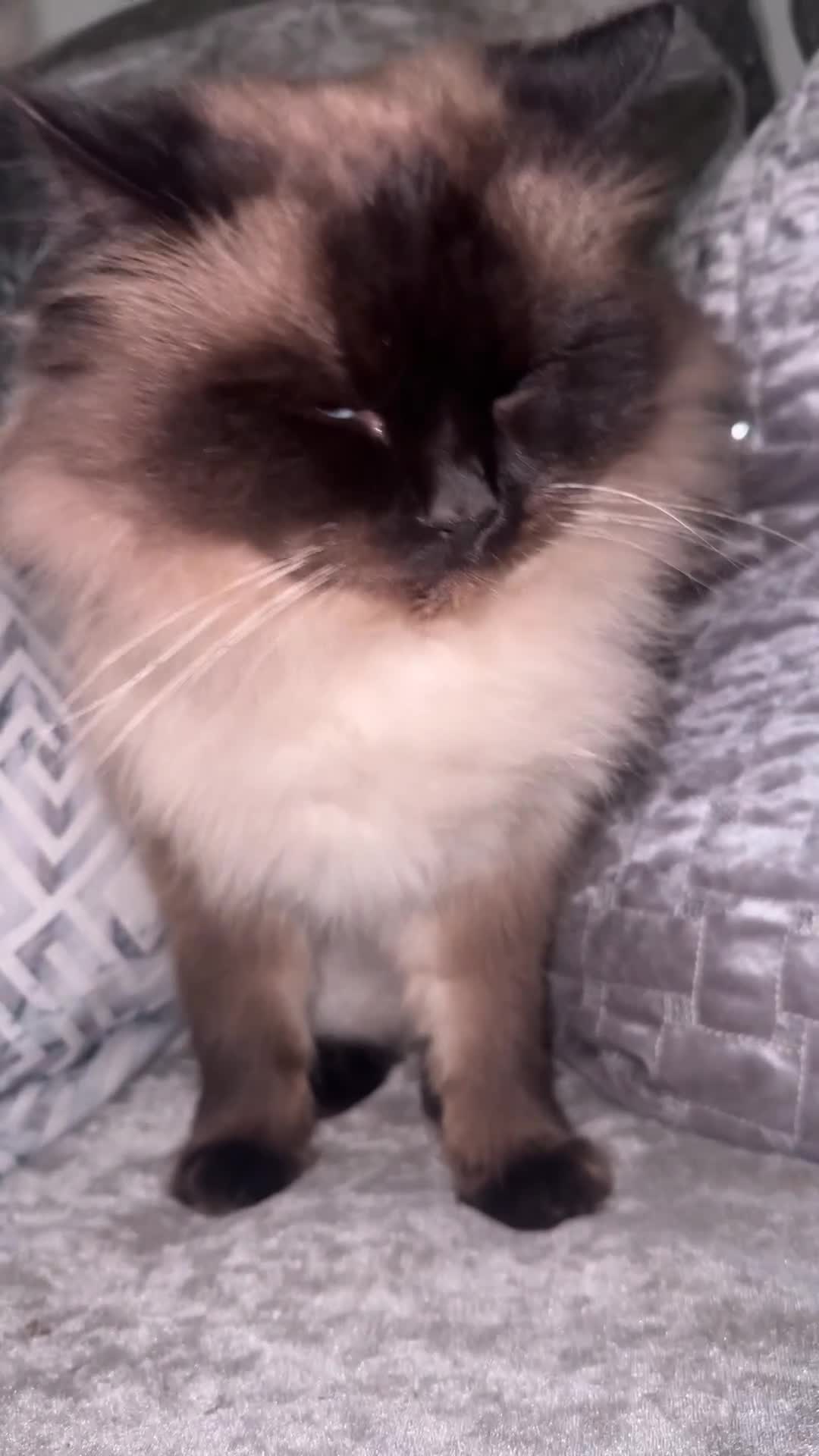 Ragdoll cats for sale: One blue eye female ragdoll kitten - Video 1