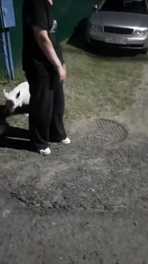 Mixed Breed dogs for adoption: 💖🐶 ATHENA 🐶💖 - Video 2