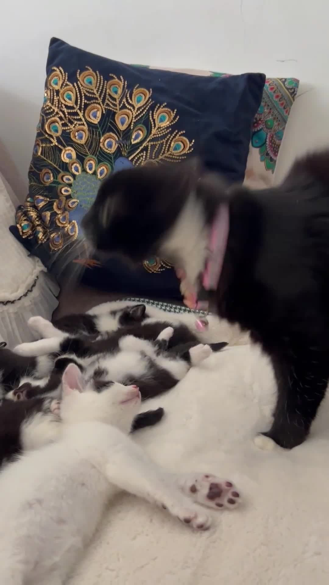 Domestic Shorthair cats for sale: Beautiful 5 tuxedo kittens available for new home. - Video 2