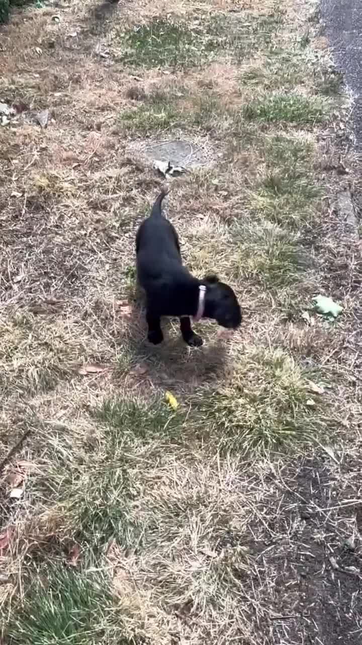 Cocker Spaniel dogs for sale: Health Tested Cocker "Saya" ready now in London - Video 2