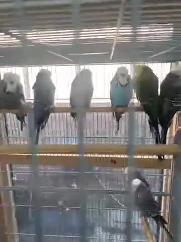 Budgerigars birds for sale: Baby Budgies - Video 1
