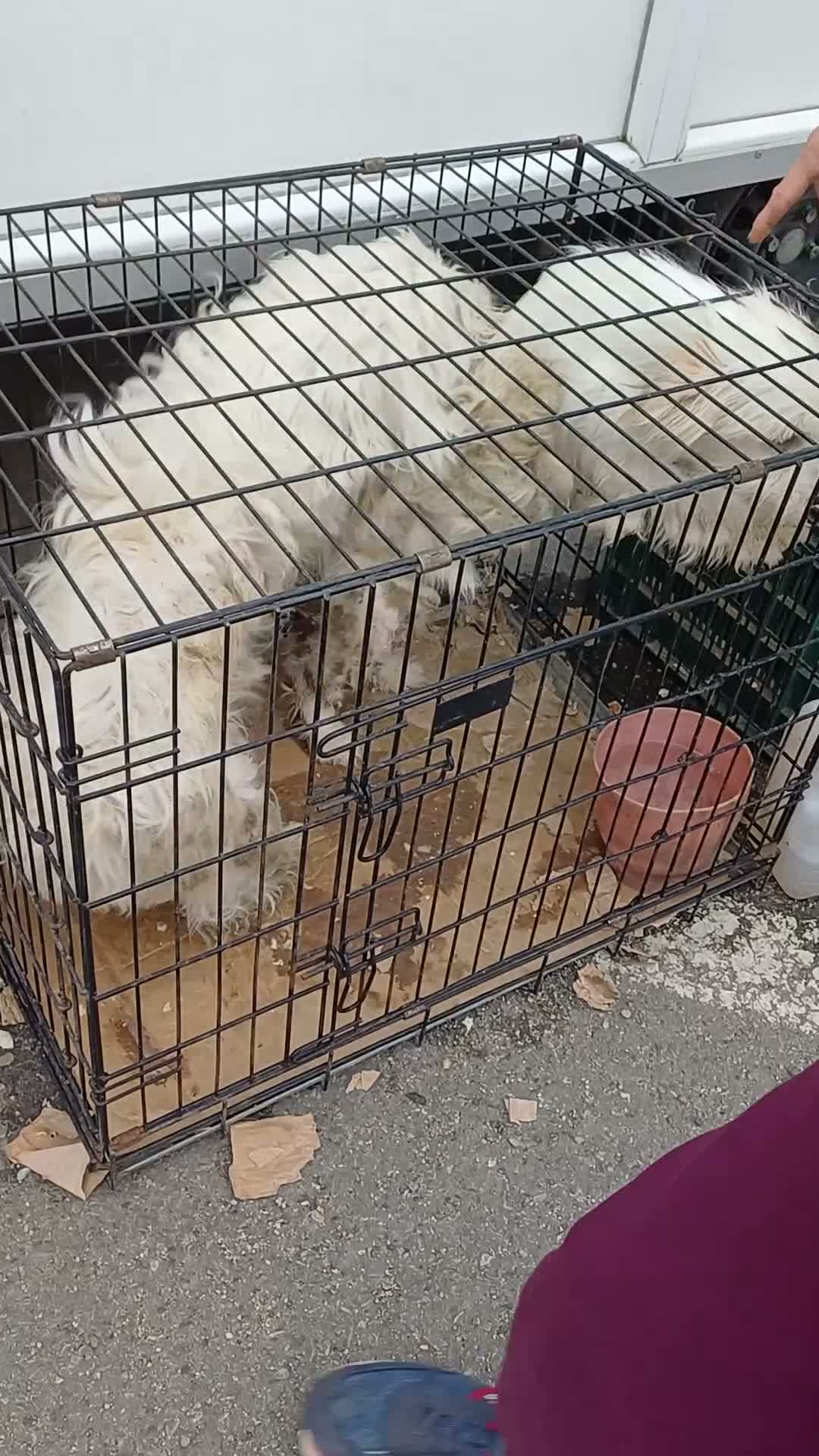 Mixed Breed dogs for adoption: 🤍MATEO - from a market crate to a Loving Home 🏡 in Nottingham - Video 1