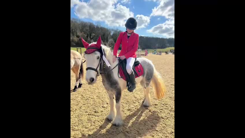 Irish Cob horses for sale: 6-year-old 13.1hh All-rounder-Fun,Safe & Talented in Dover - Video 2