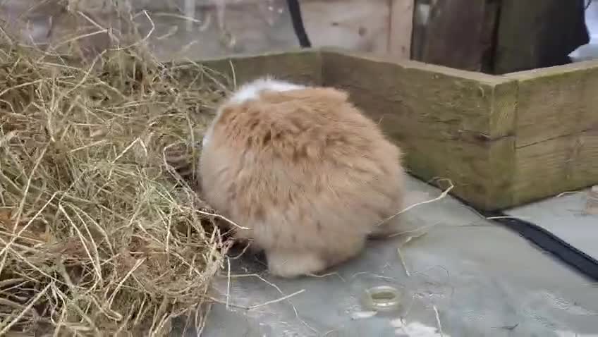Mini Lop rabbits for sale: Beautiful mini lops available  - Video 1