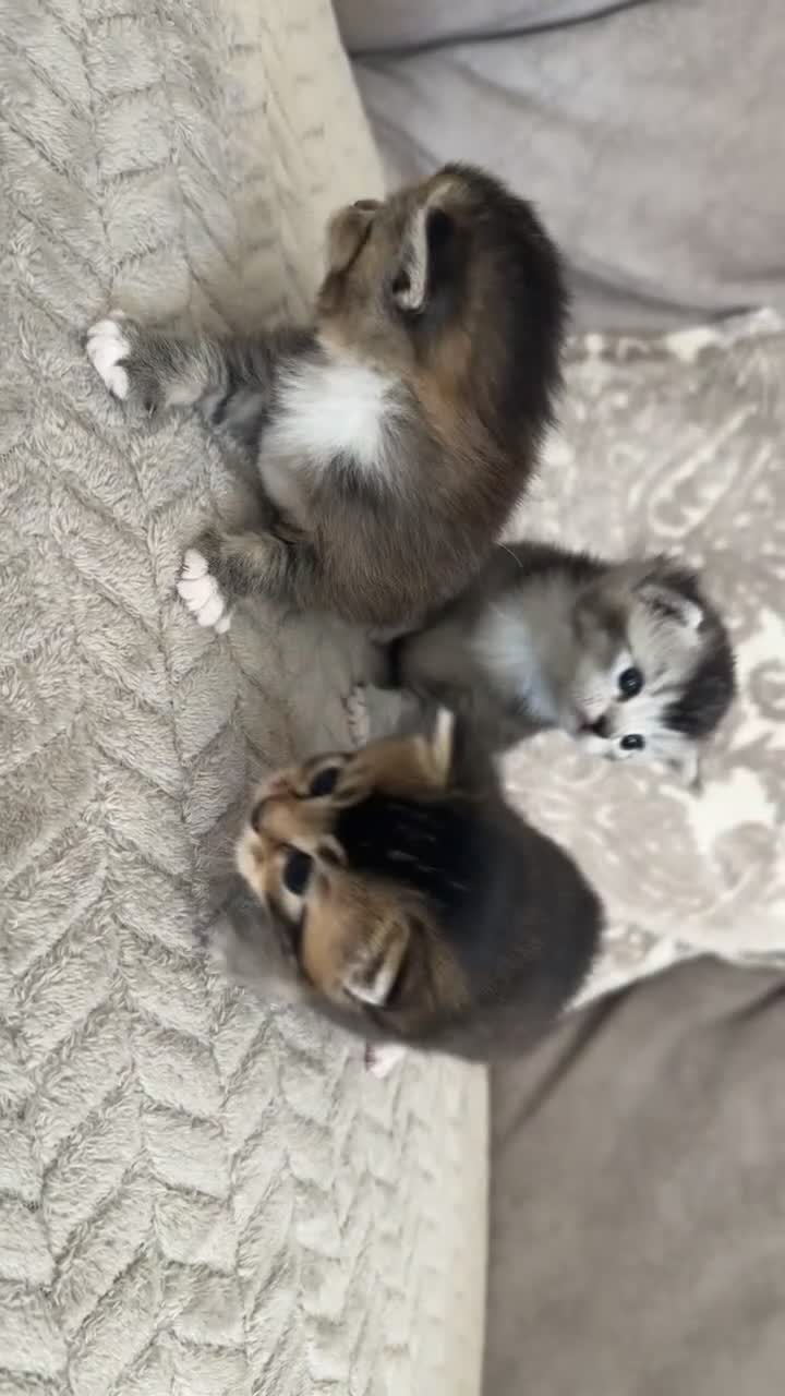 Mixed Breed cats for sale: Rare Adorable British Longhair Mix Kittens - Video 1