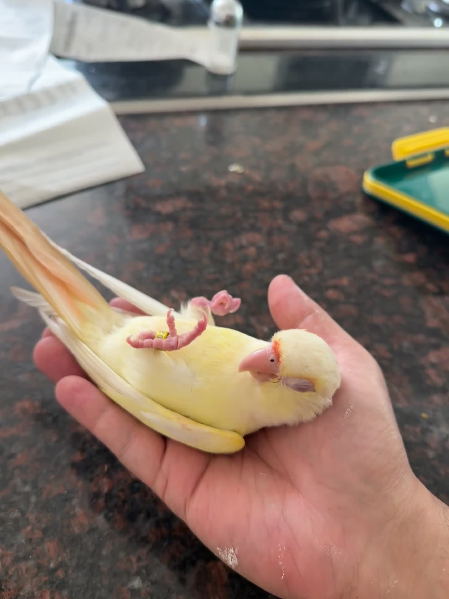Conures birds for sale: Hand Reared Tame baby conures  - Video 4