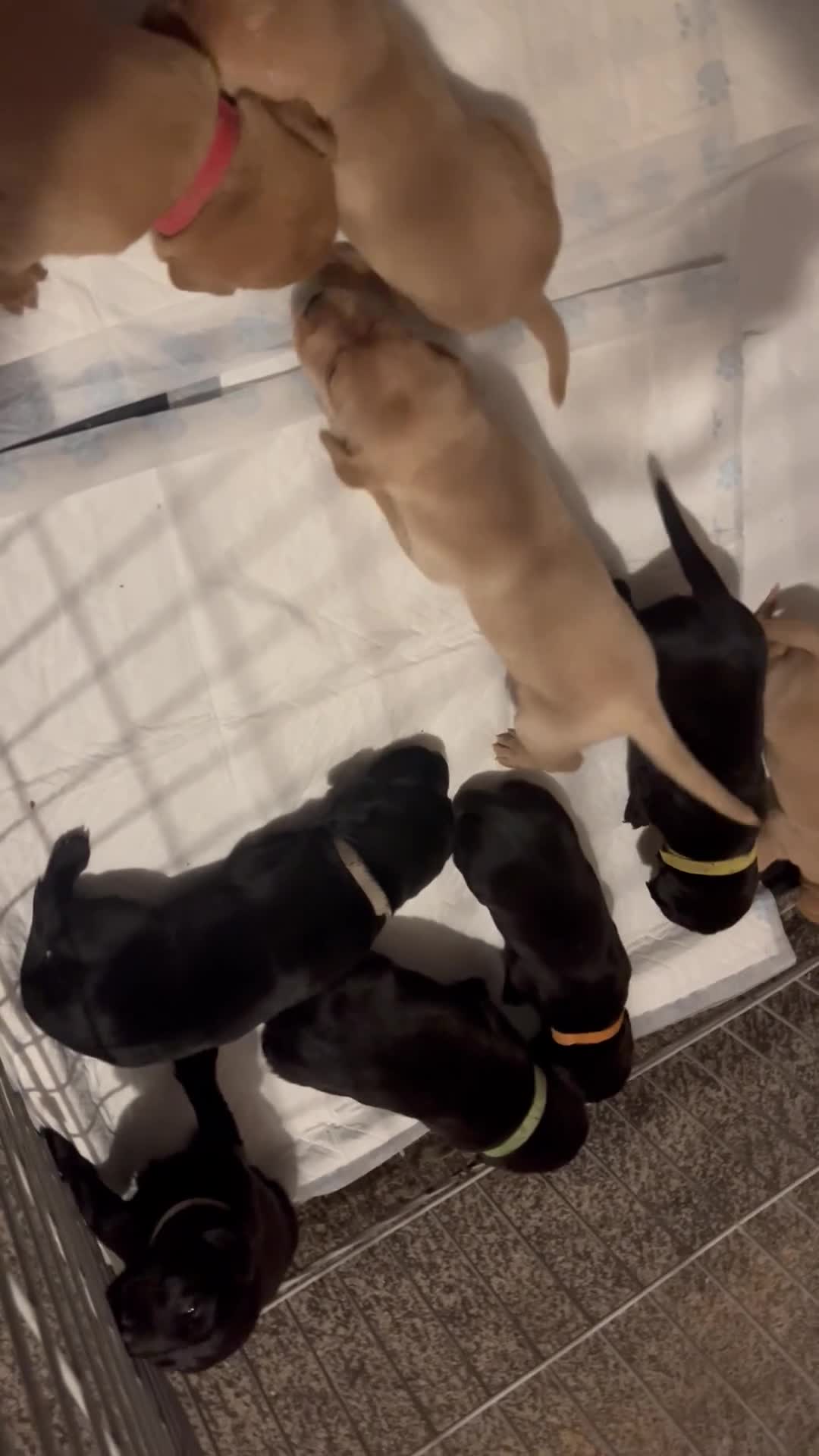 Labrador Retriever dogs for stud: KC registered Labrador in Bishop Auckland - Video 2