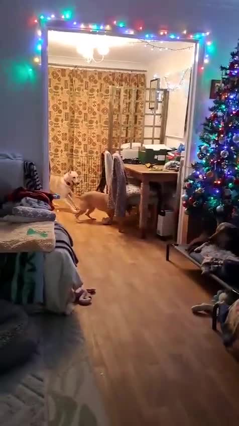 Mixed Breed dogs for adoption: Brooklyn is ready to steal your heart - Video 2