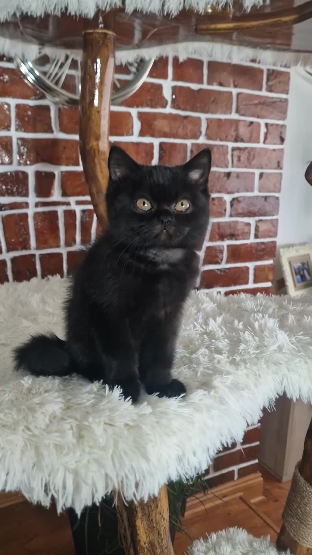 British Shorthair cats for sale: Tica Reg British Shorthair kittens Champion Lines - Video 2