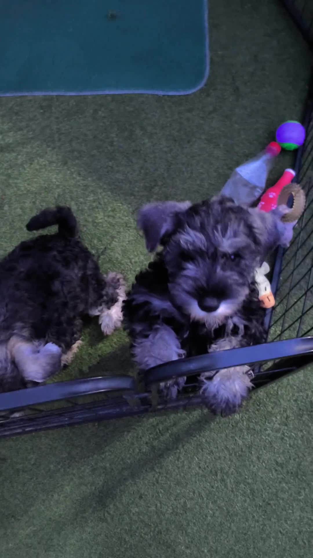 Miniature Schnauzer dogs for sale: Last girl left KC register - Video 2