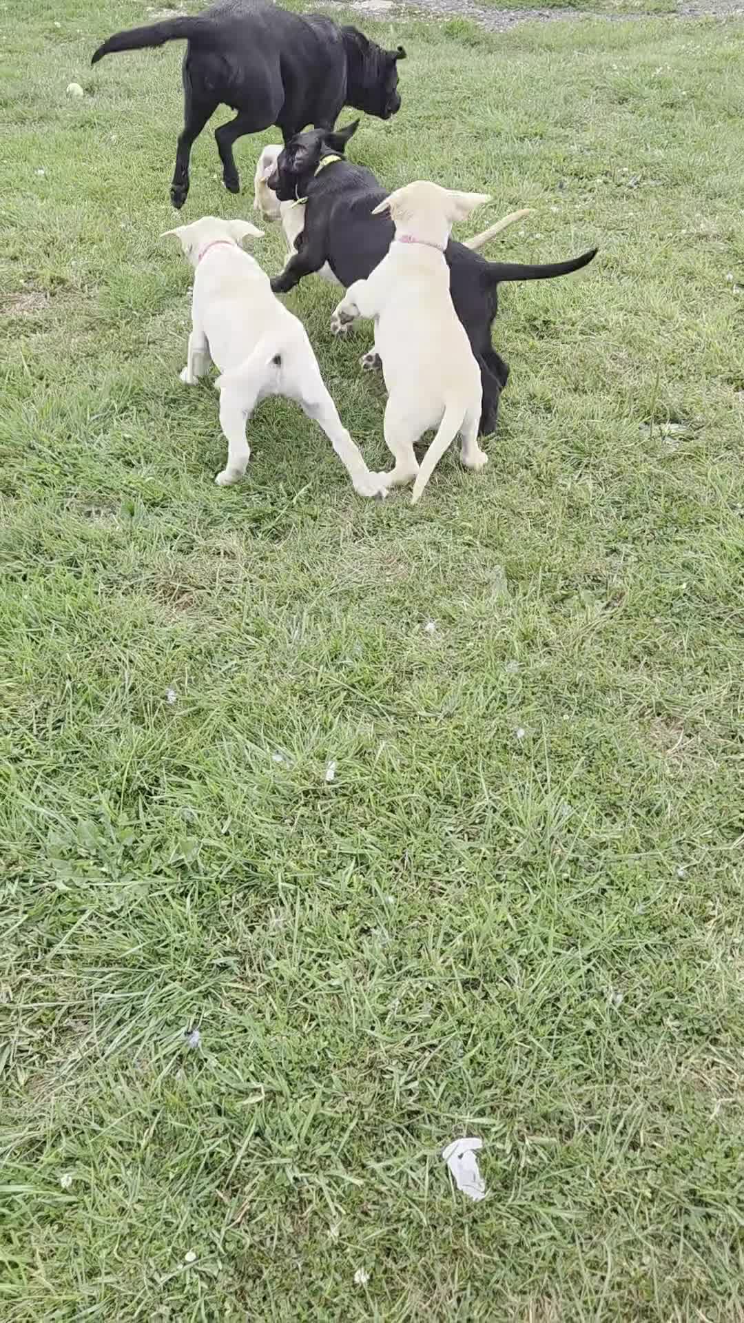 Labrador Retriever dogs for sale: Kc registered Labrador puppie ready to leave - Video 2