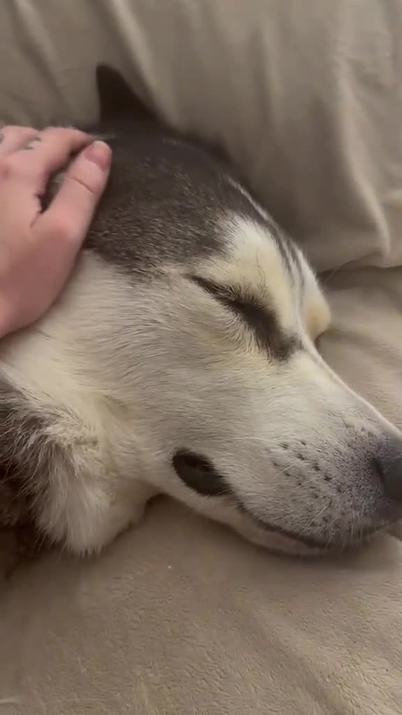 Siberian Husky dogs for adoption: Sunning 🐺 BILLY 🐺 - For An Experienced Home ❤️ in Newark - Video 3