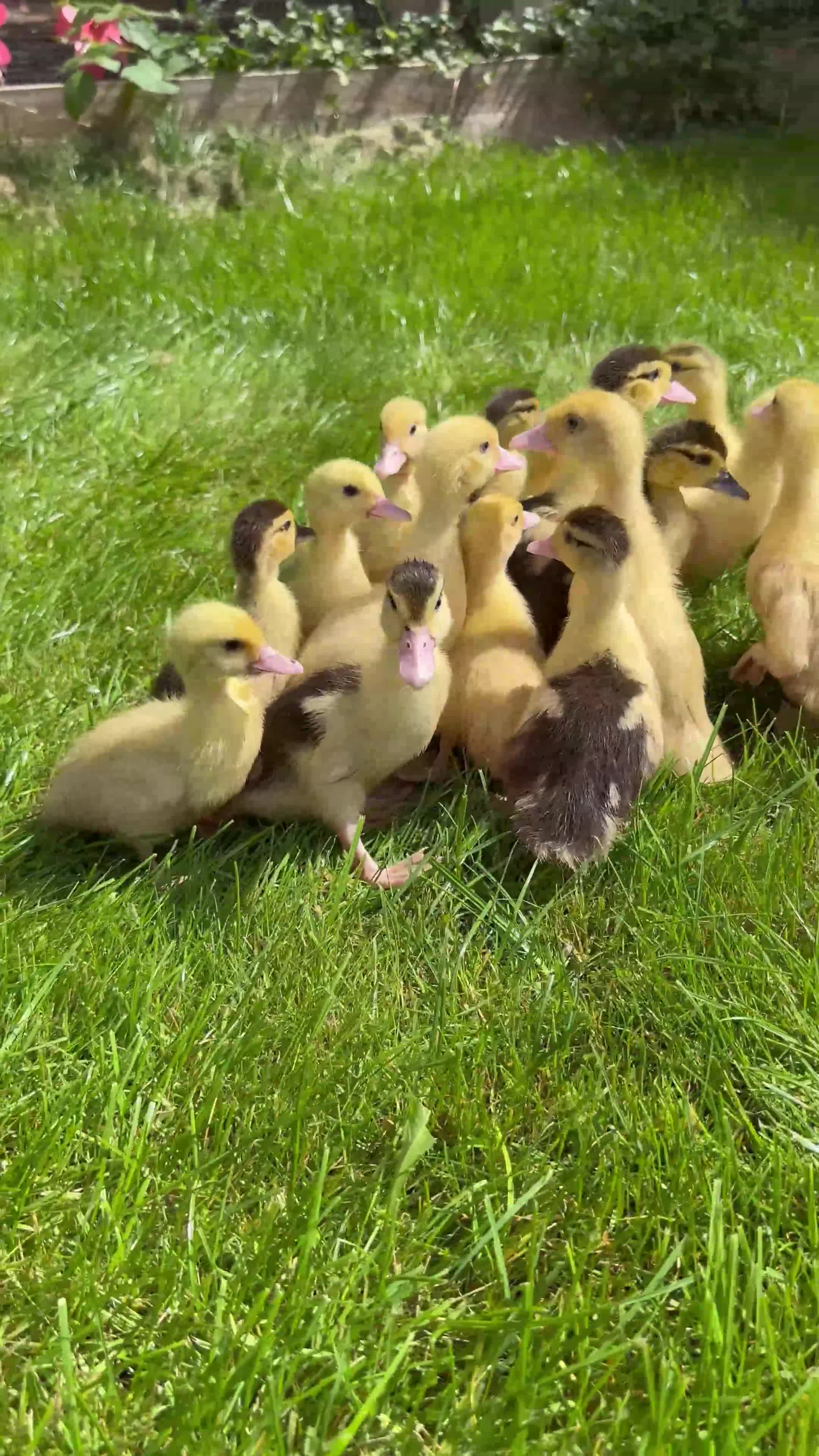 Ducks poultry for sale: Muscovy ducklings, mixed colours - Video 1