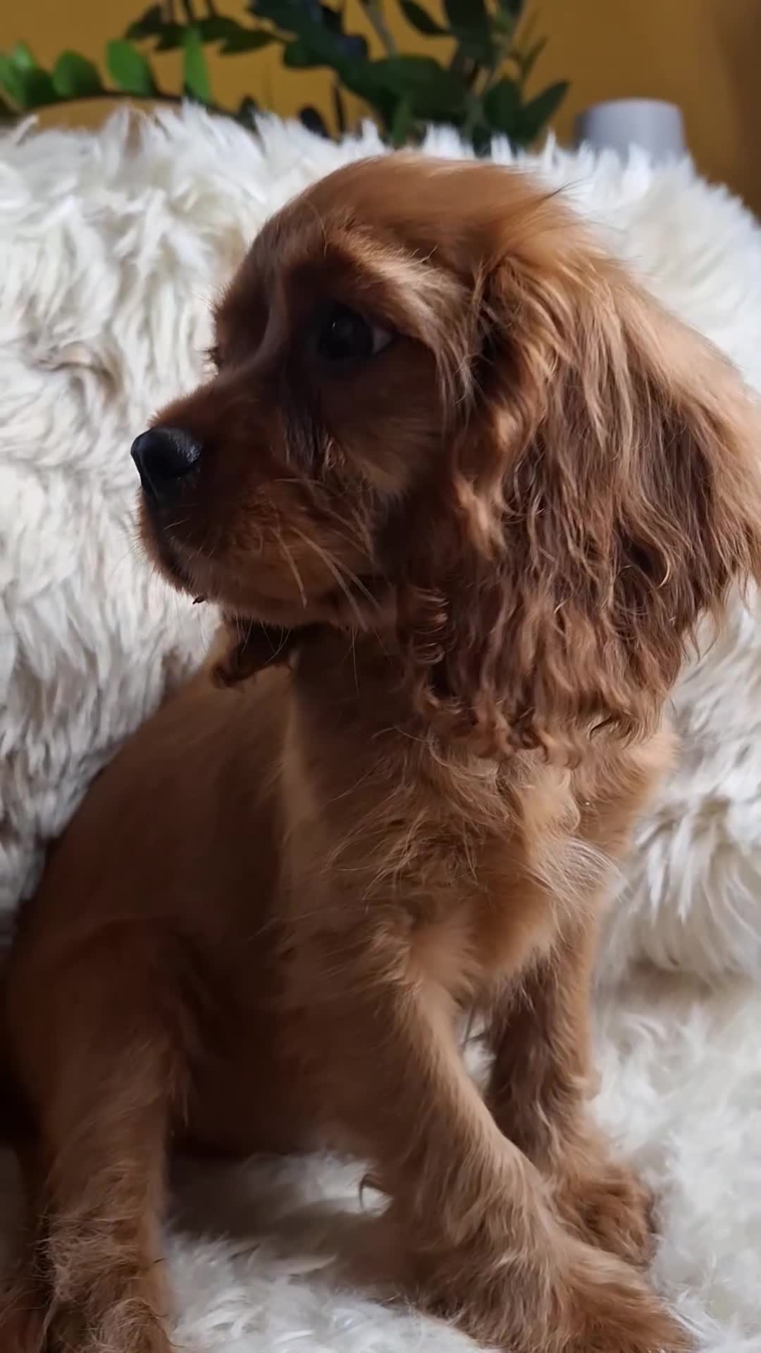 Cavalier King Charles Spaniel dogs for sale: Ruby Cavalier boy– Sweet, Healthy, Ready NOW - Video 1