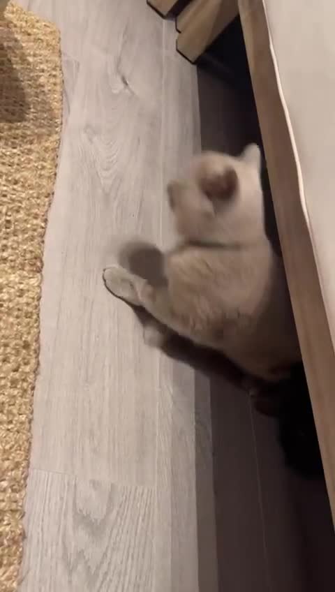 British Shorthair cats for sale: British Shorthair mix kitten needs a loving Rehome - Video 2