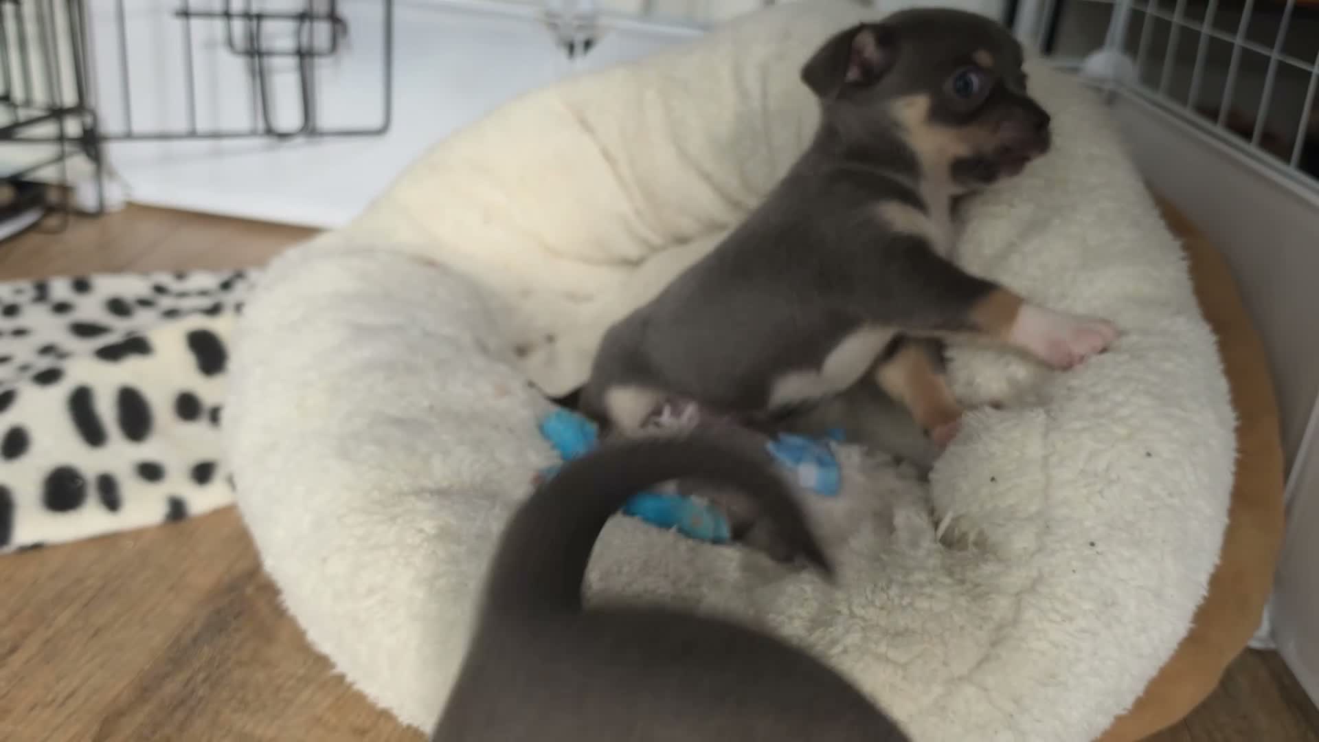 Chihuahua dogs for sale: Chihuahua Blue Tri. 1 Boy 1 Girl   - Video 4