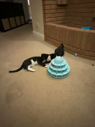 Ragdoll cats for sale: ragdoll cross  - Video 1