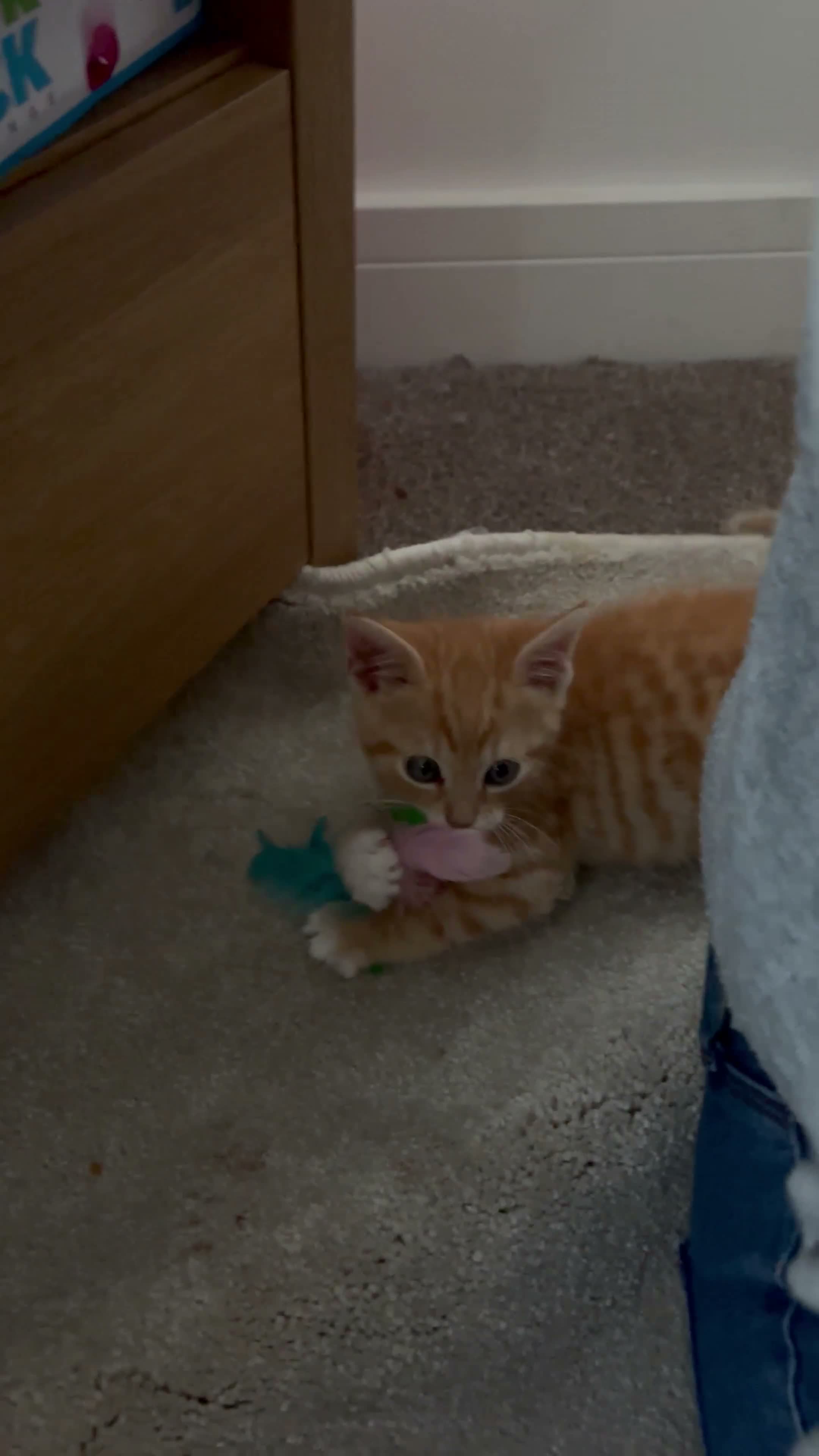 British Shorthair cats for sale: Tiger 14 weeks old - Video 1
