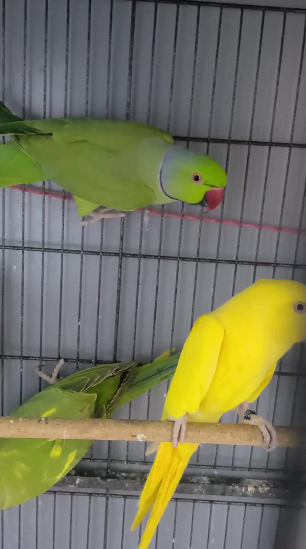 Ringnecks birds for sale: Ringneck Breeding Pair Available | DNA Tested  in Welshpool - Video 1