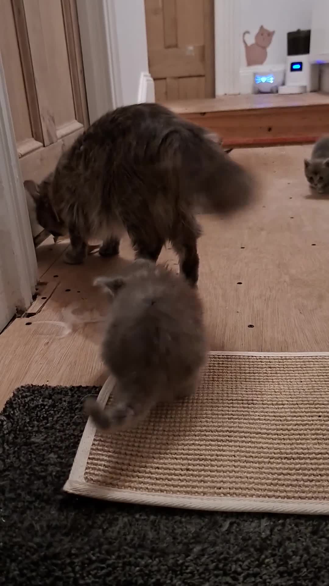 Mixed Breed cats for sale: Kittens looking for new home - Video 1