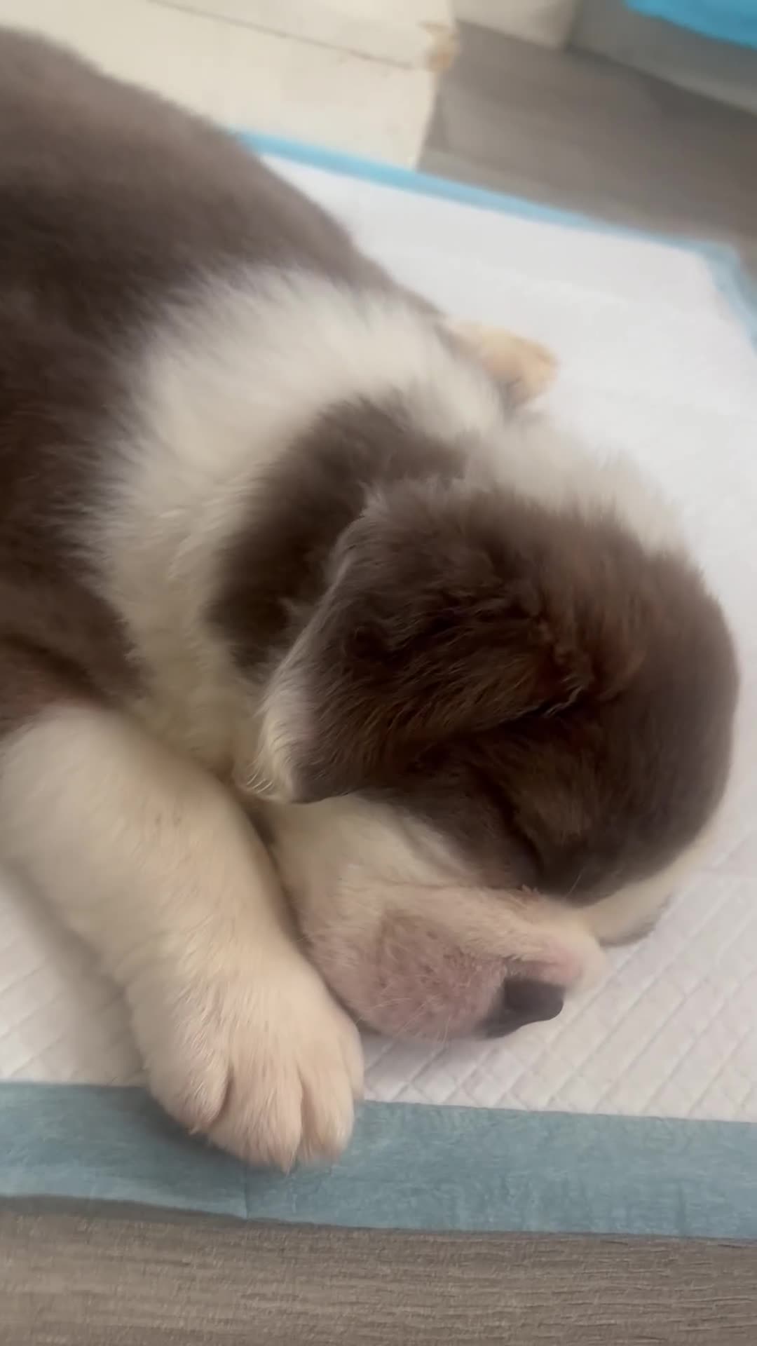 English Bulldog dogs for sale: FLUFFY ENGLISH BULLDOG  - Video 1