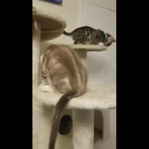 Bengal cats for stud: PROVEN ♡ Handsome BENGAL STUD > Carries SNOW + SLV in Birmingham - Video 1