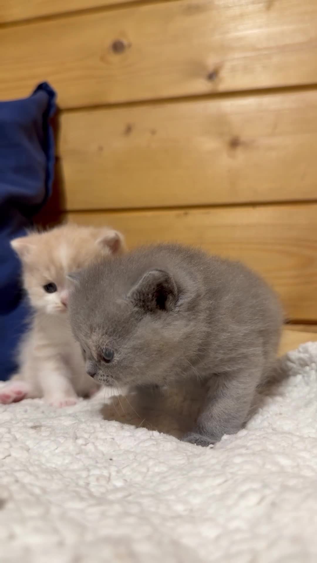 British Shorthair cats for sale: Beautiful British Shorthair kittens available  - Video 2