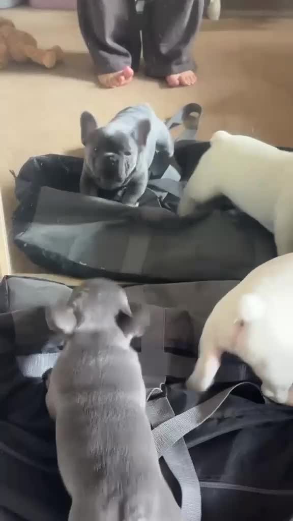 French Bulldog dogs for sale: Beautiful litter of 3 French bulldog boys  - Video 1