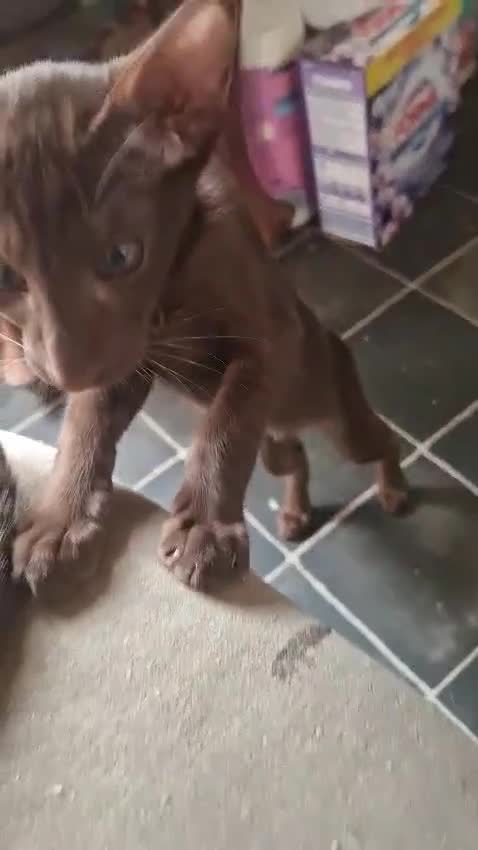 Oriental cats for sale: Stunning oriental kittens  - Video 2