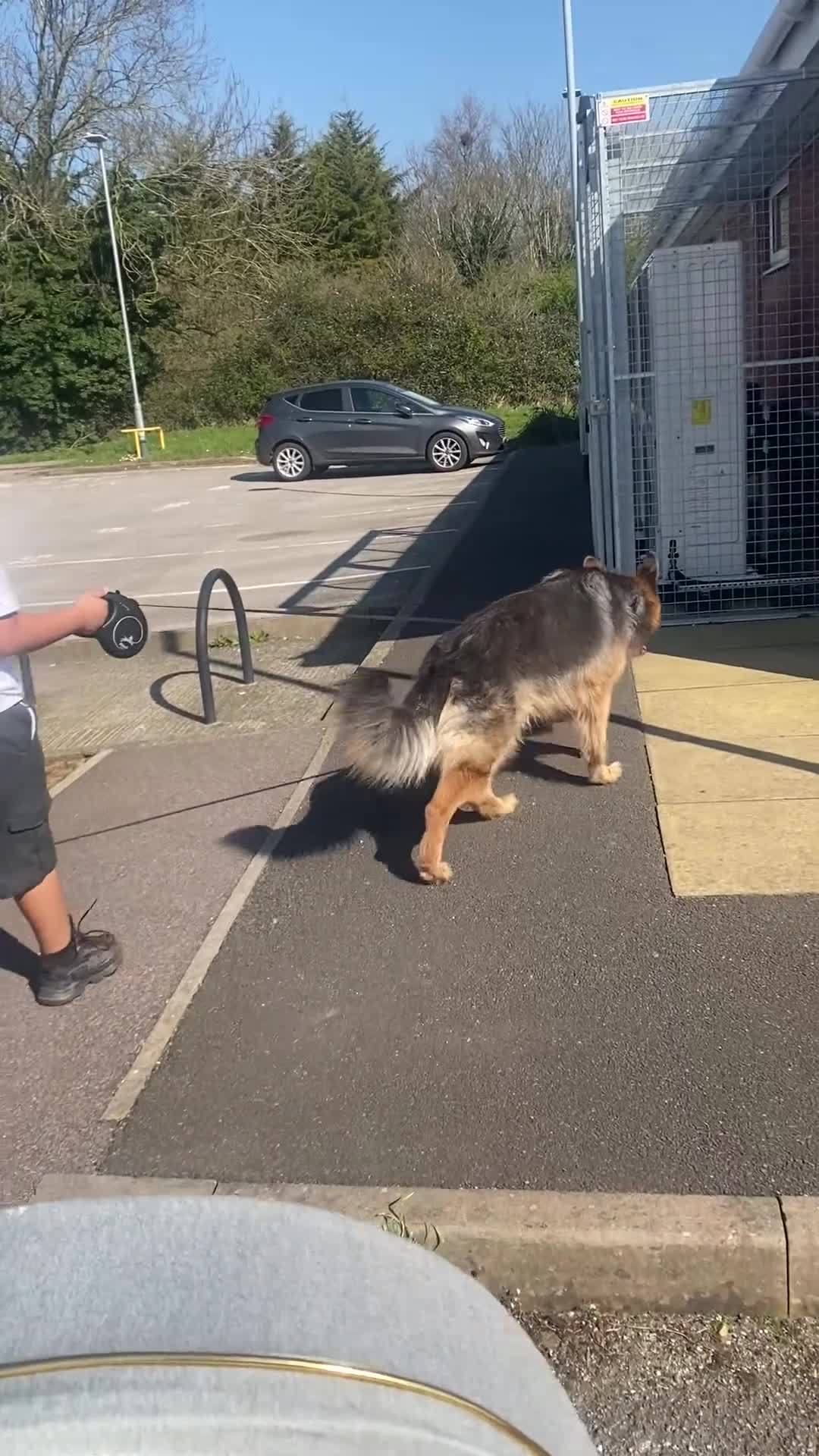 German Shepherd dogs for sale: Sampsun❤️ - Video 1