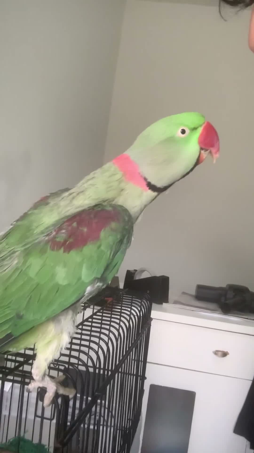 Parrots birds for sale: Tamed Alexandrine Parrot in Manchester - Video 5